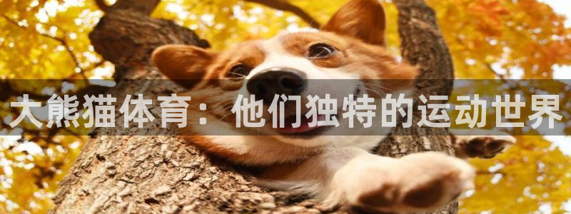 3377体育官方正版app官方：大熊猫体育：他们独特的运动世